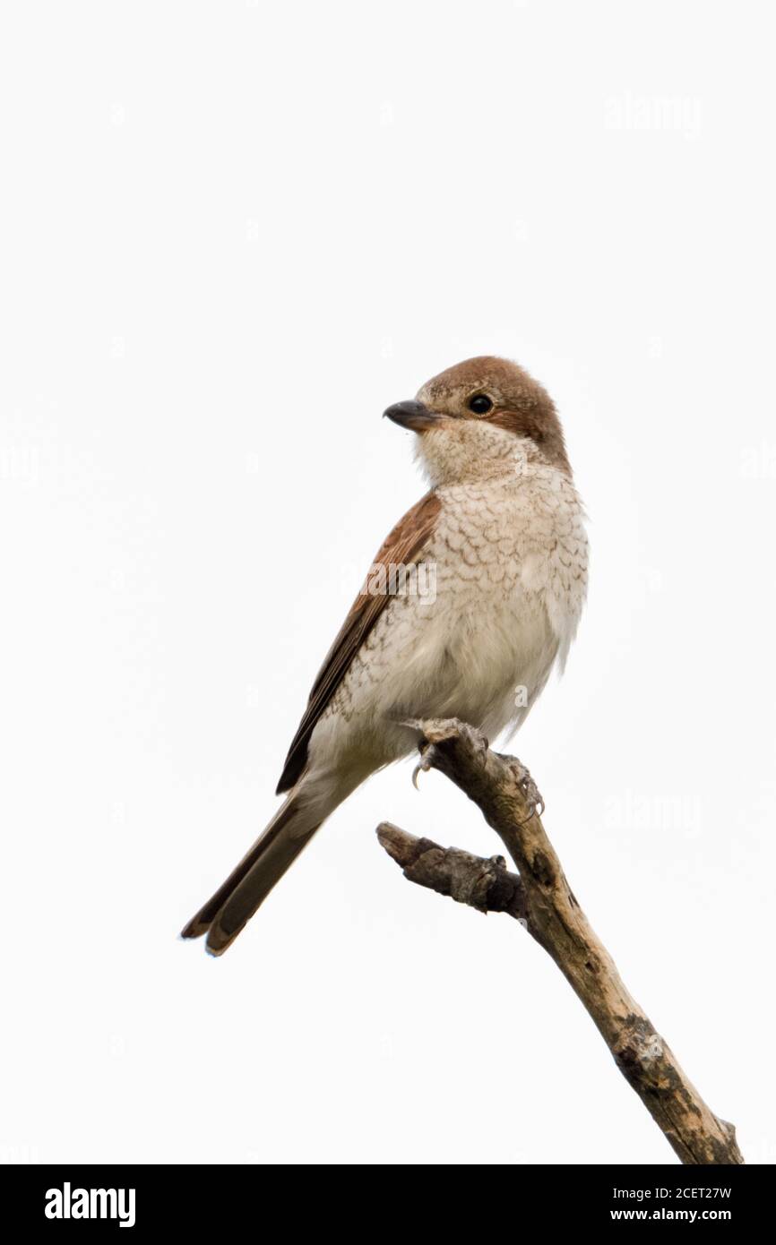 Red-backed Shrike ( Lanius collurio ), adult female, perched on top of a dry stick, on its favourite lookout, watching, clean background, wildlife, Eu Stock Photo