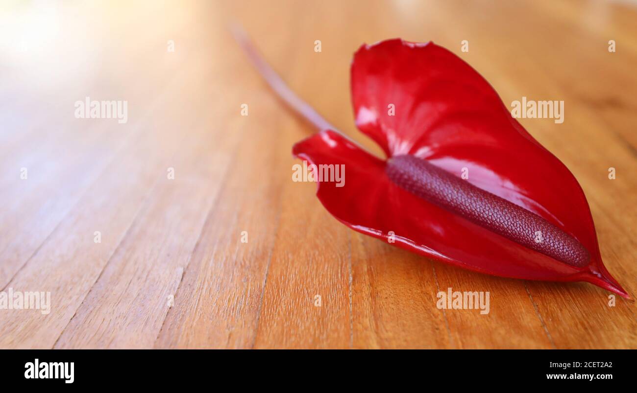 Elegant sophisticated single stem of a bright ruby red silky smooth glossy peace lily flower on a wooden bench surface.  Simple simplicity nice touch Stock Photo