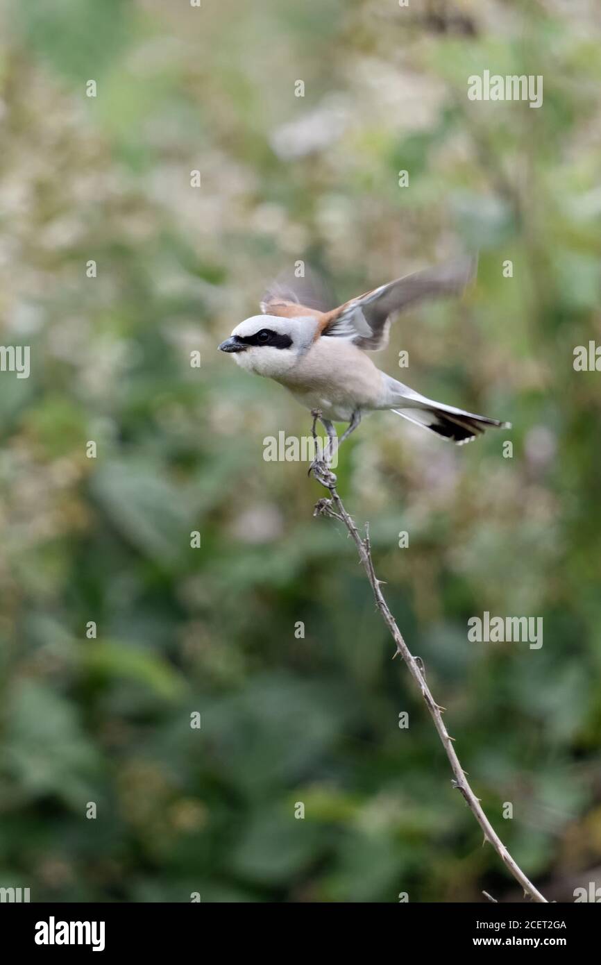 Red-backed Shrike ( Lanius collurio ), adult male perched on top of a dry thorny branch, flapping wings, typical defence behaviour, warning its chicks Stock Photo