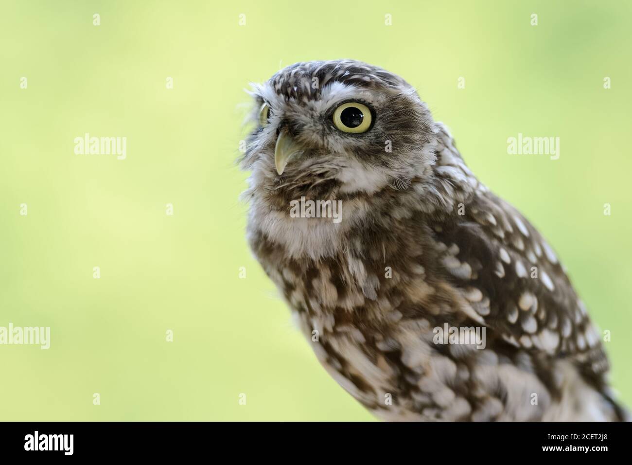 Little Owl / Minervas Owl ( Athene noctua ), small owl species, widespread all over Europe, looks cute and funny. Stock Photo