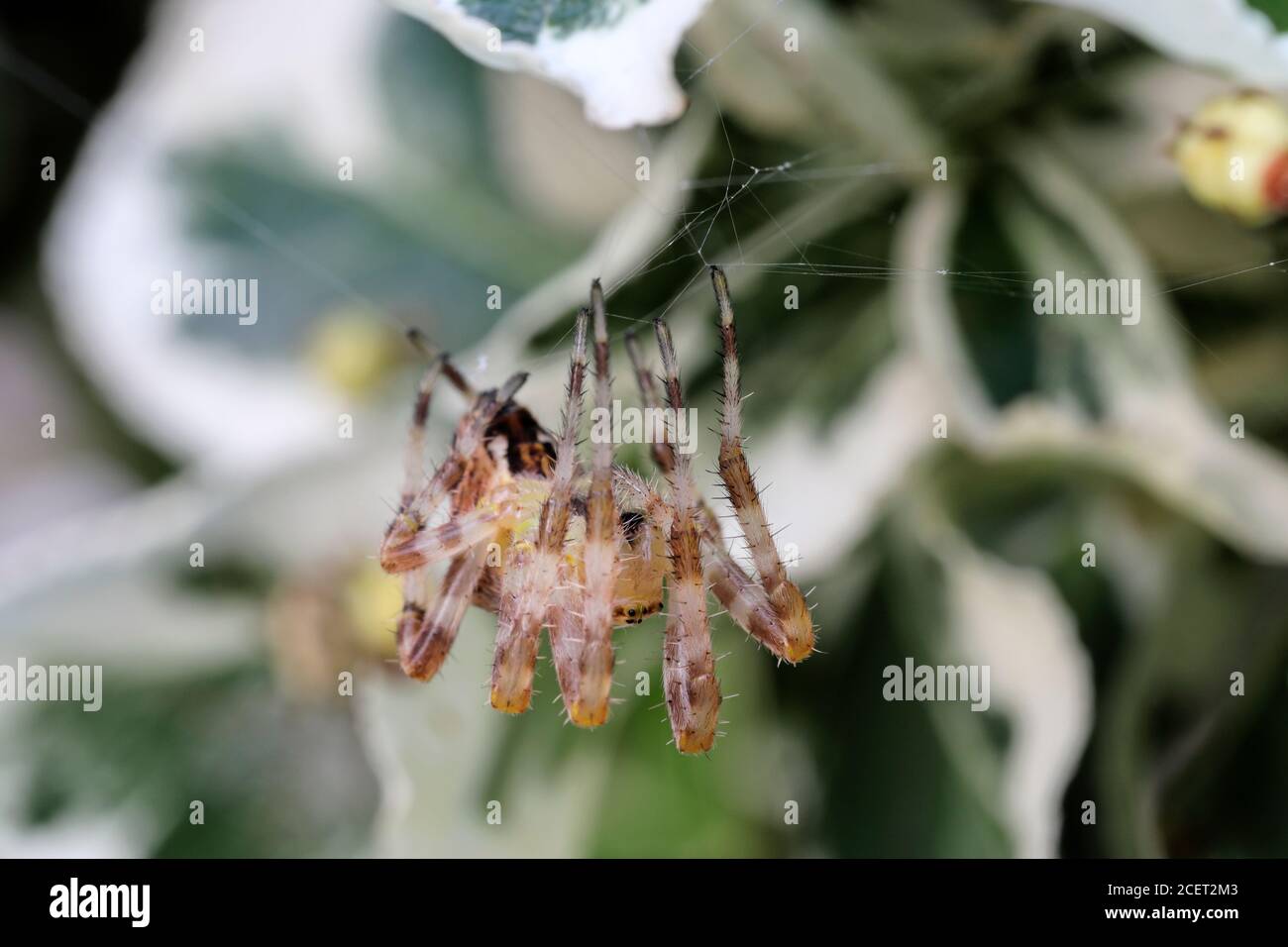 Common Garden Spider Araneus diadematus weaving its Web, England UK Stock Photo