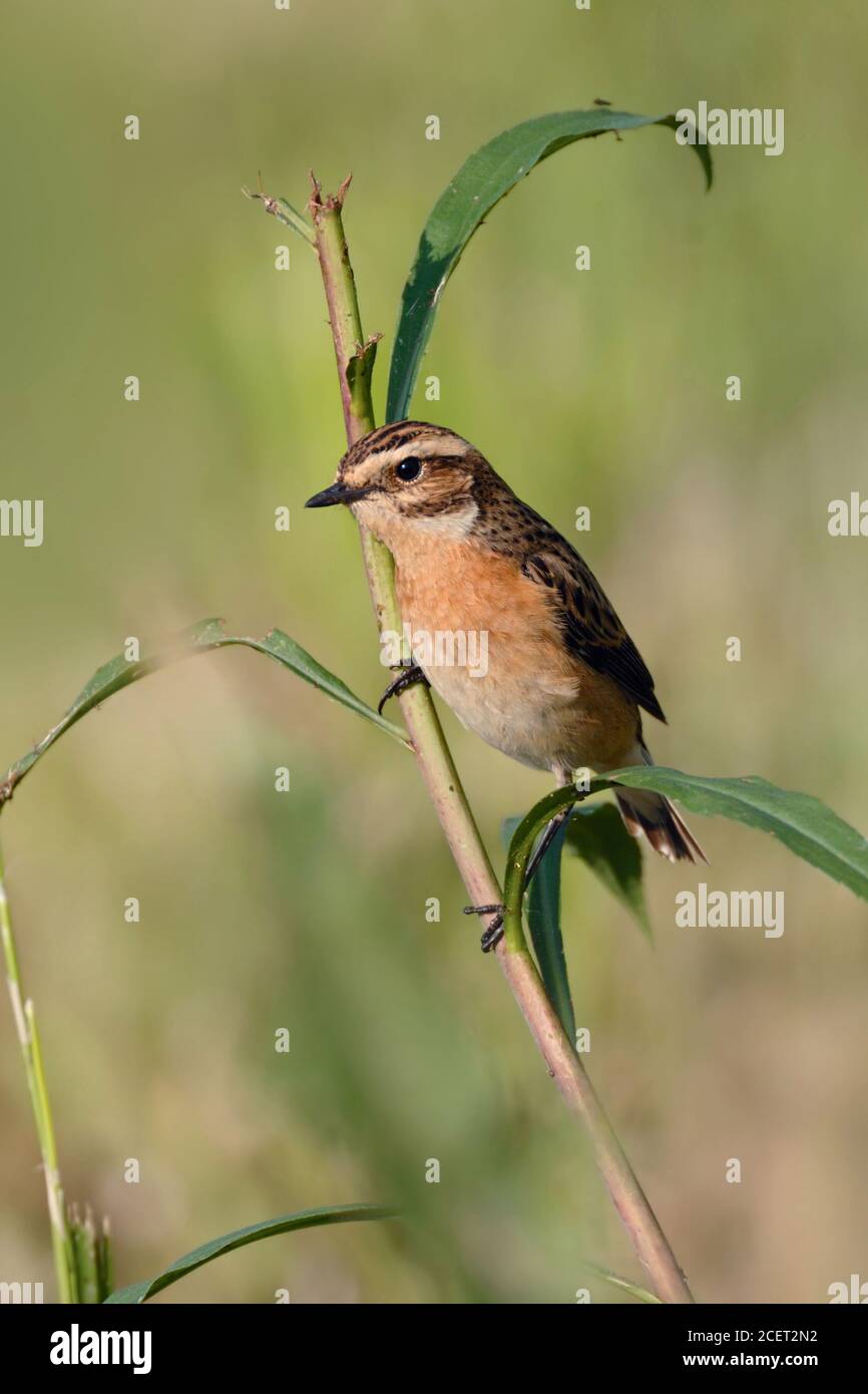 Whinchat ( Saxicola rubetra ) male in breeding dress, perched on a twig, endangered bird of open grassland, wildlife, Europe. Stock Photo