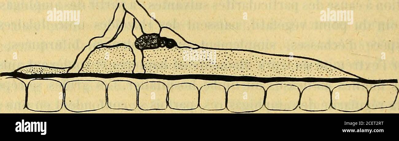 . Bulletin de la Société botanique de Genève. n Kamerungebietes, Bot. C. Bl., XLII (1891), 353. Marshall, Ward. On the structure etc. of a tropical epiphyllous lichen, Linn.Sec, II Sér., II, VI (1884). 10 Cunningham. On Mycoidea parasitica (1879). II Karsten, G. Untersuch. ûb. die Fam. Chroolep. Ann. Buitenzorg, X (1891), I. Chodat, R. Algues vertes de la Suisse (1902), 357, 359. 232 BULLETIN DE LA SOCIETE BOTANIQUE DE GENEVE (22) avons vu que si on dépose une goutte deau sur une de ces surfacesenvahies par ces épiphylles, par exemple au voisinage ou au contactdu thalle de la .1 ungermanniacée Stock Photo