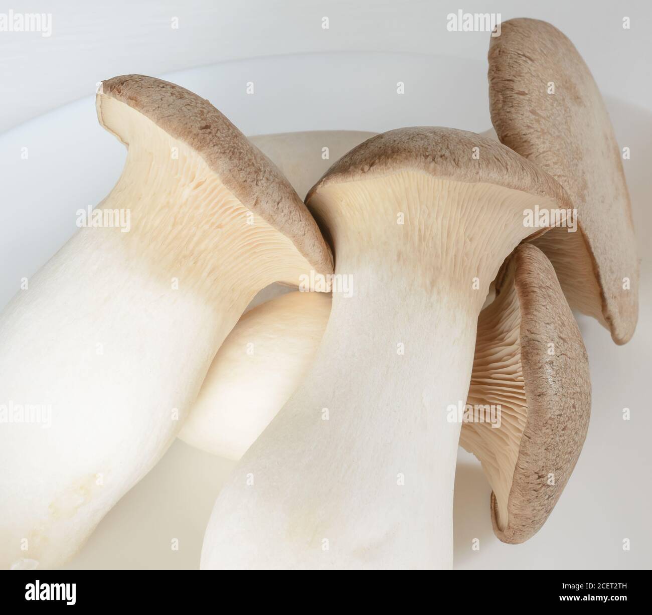 Several mushrooms on a white plate, a close up Stock Photo