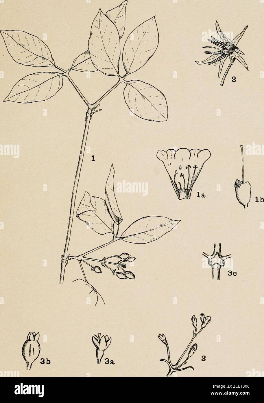 . Flora of the islands of Margarita and Coche, Venezuela. Proc. Boston Soc. Nat. Hist. Vol. 34. Johnston.— Flora of Margarita Island. PLATE 29. Fig. 1. Bignonia acuminata. Fig. la. Corolla opened to show stamens. Fig. lb. Calyx and style. Fig. 2. Solanum margaritense, a single flower. Fig. 3. Chiococca micrantha, inflorescence with buds. Fig. 3a. Flower minus corolla. Fig. 3b. Mature ovary and old calyx. Fig. 3c. Interpetiolar stipule. Johnston. — Flora of Margarita Island. Plate 29. Proc. Boston Soc. Nat. Hist.. Vol. 34. Johnston.— Flora of Margarita Island. PLATE 30. Fig. 1. Gliricidia lutea Stock Photo