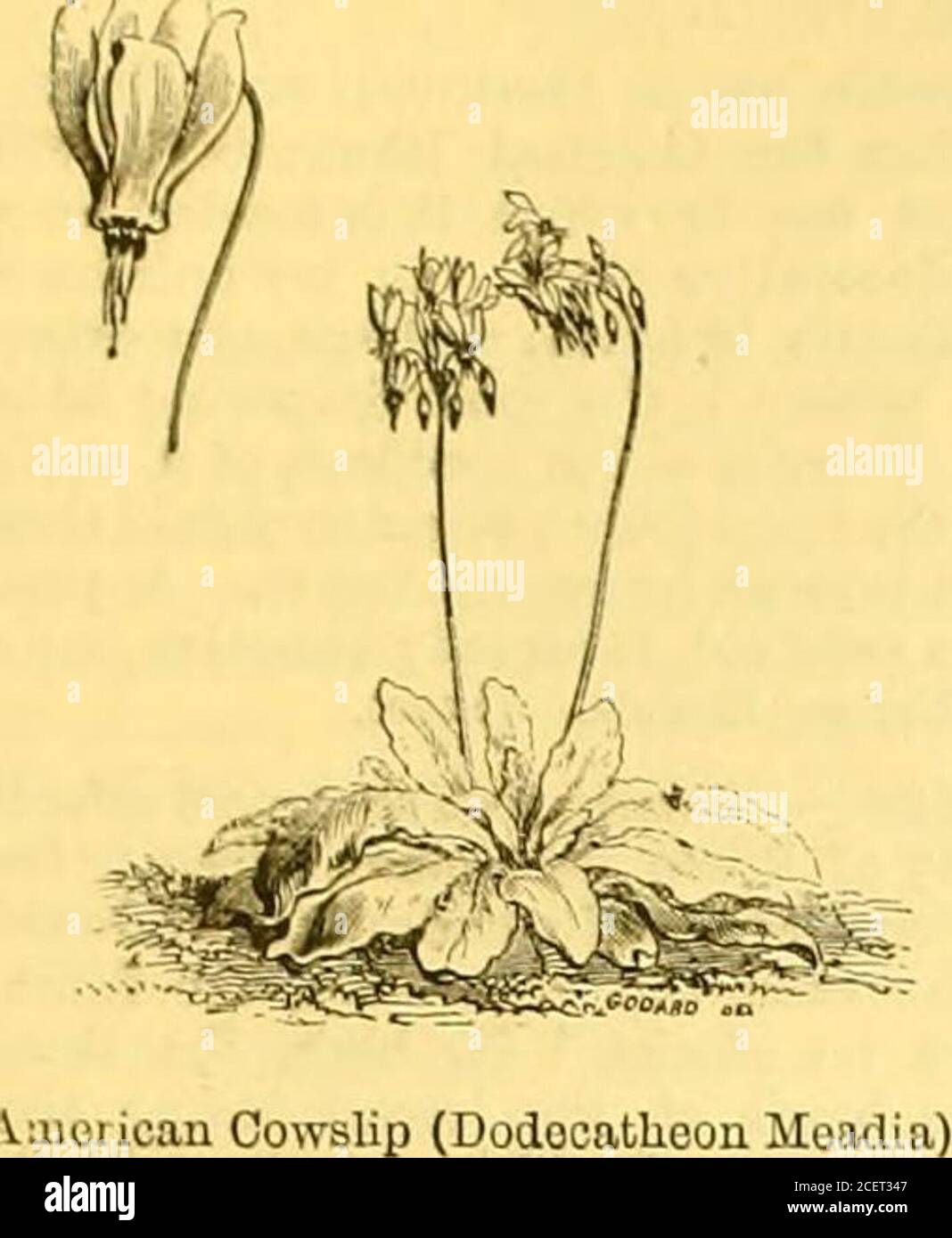 . The Garden : an illustrated weekly journal of gardening in all its branches. plant; it bears two or threereflexed Lily-like flowers on a stem a foot in height, the greenundulate-margined leaves being marbled with pearly aiay.Some forms of the Aponnine Windflower (Anemone apennina)are now in blossom, one of the rarest being A. alba, while theproliferous A. bracteata is remarkable for its singularity whenclosely examined. Of all the forms of the wood Anemone nowin flower a broad-petalled bluish-lilac kind, on the rock-workat Kew, is the best; its blossoms are as large as a florin, andthey rise Stock Photo