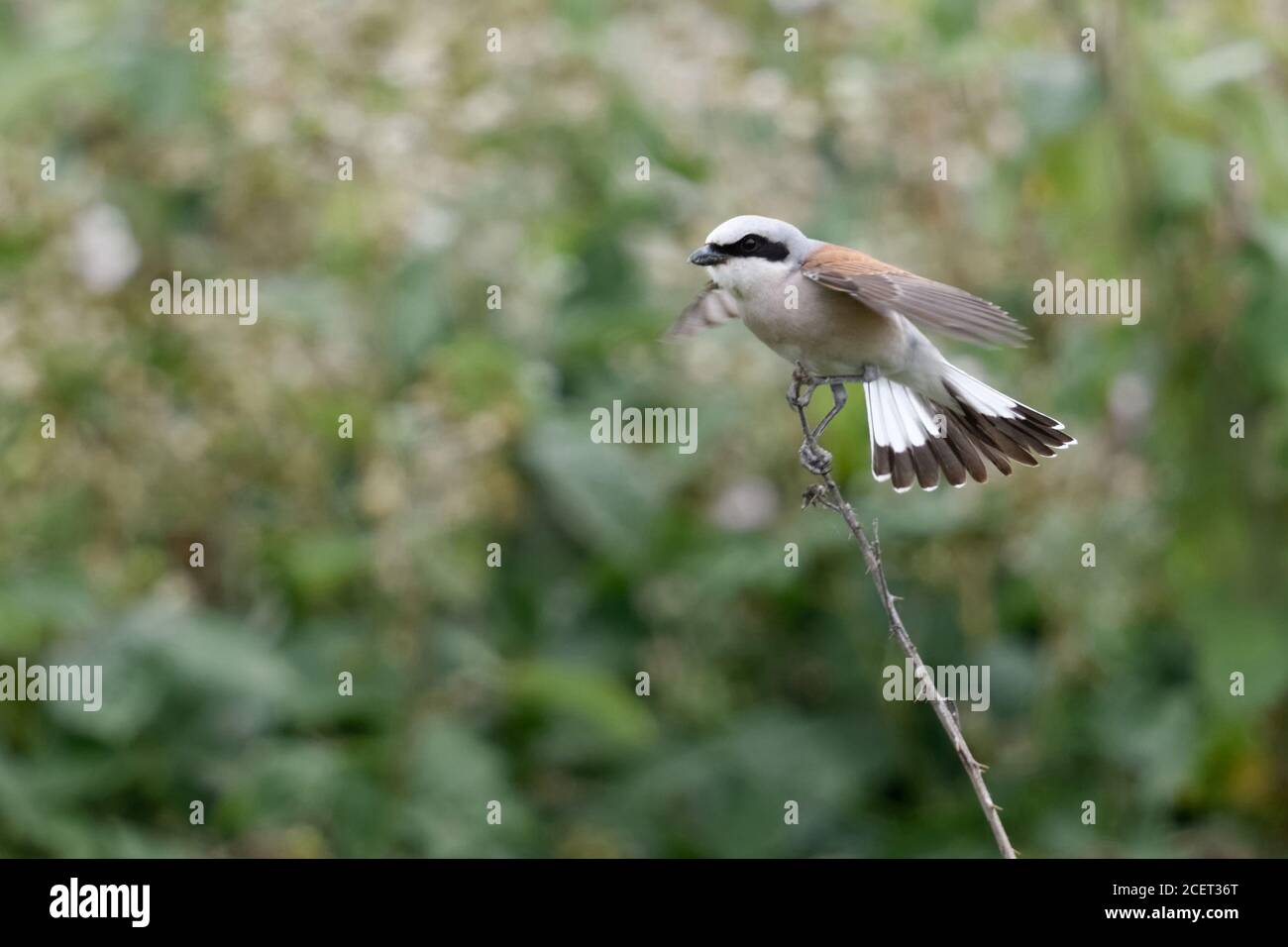 Red-backed Shrike ( Lanius collurio ), male bird perched on top of dry twig, flapping wings, typical defence behaviour, warning its chicks, wildlife. Stock Photo