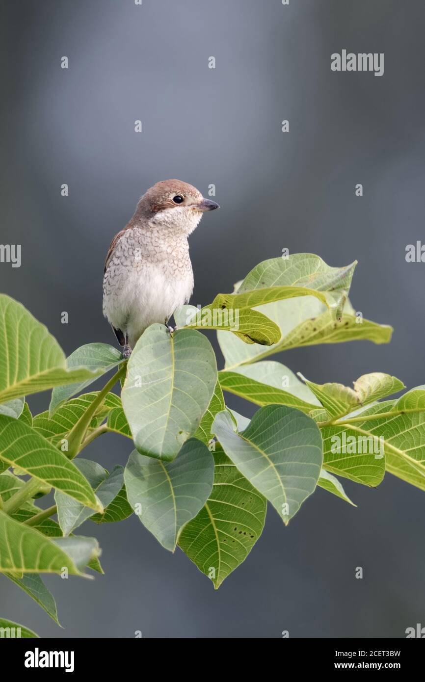 Red-backed Shrike ( Lanius collurio ), female, perched on its lookout on top of a walnut, watching for prey, hedgerow bird, open land, wildlife, Europ Stock Photo