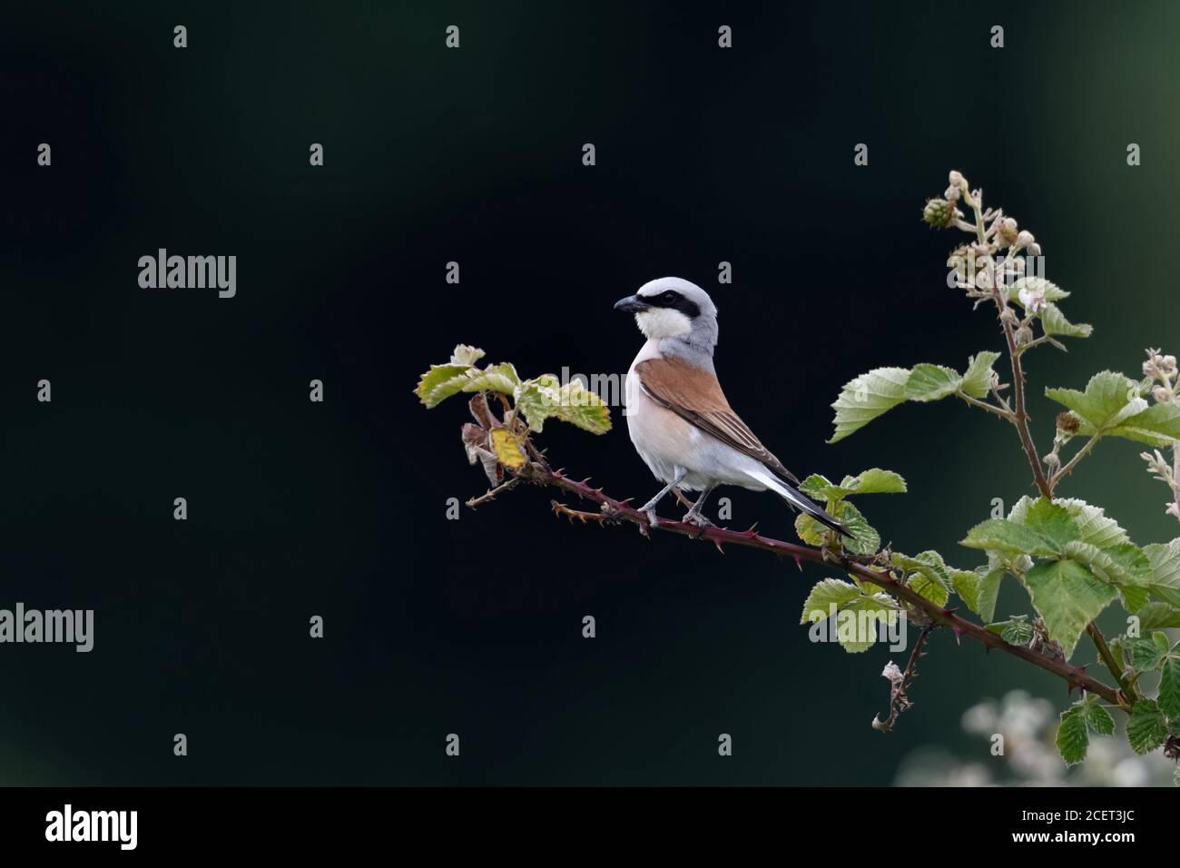 Red-backed Shrike ( Lanius collurio ), adult male perched on a bramble tendril, watching over its territory, hunting, looks proud, wildlife, Europe. Stock Photo