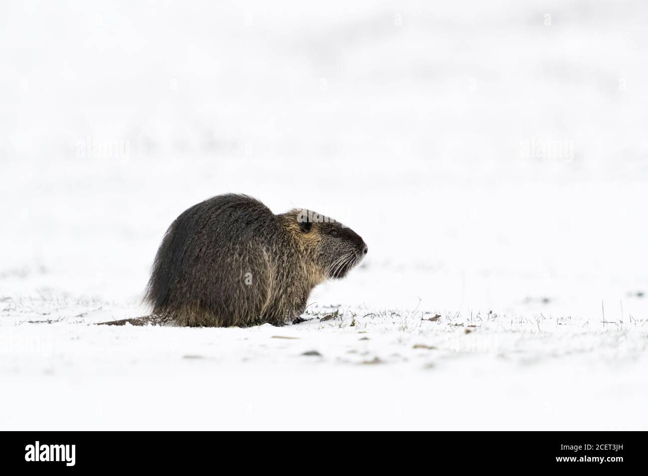 Coypu / River rat / Nutria ( Myocastor coypus ) in winter, feeding on snow covered farmland, wildlife, Europe. Stock Photo