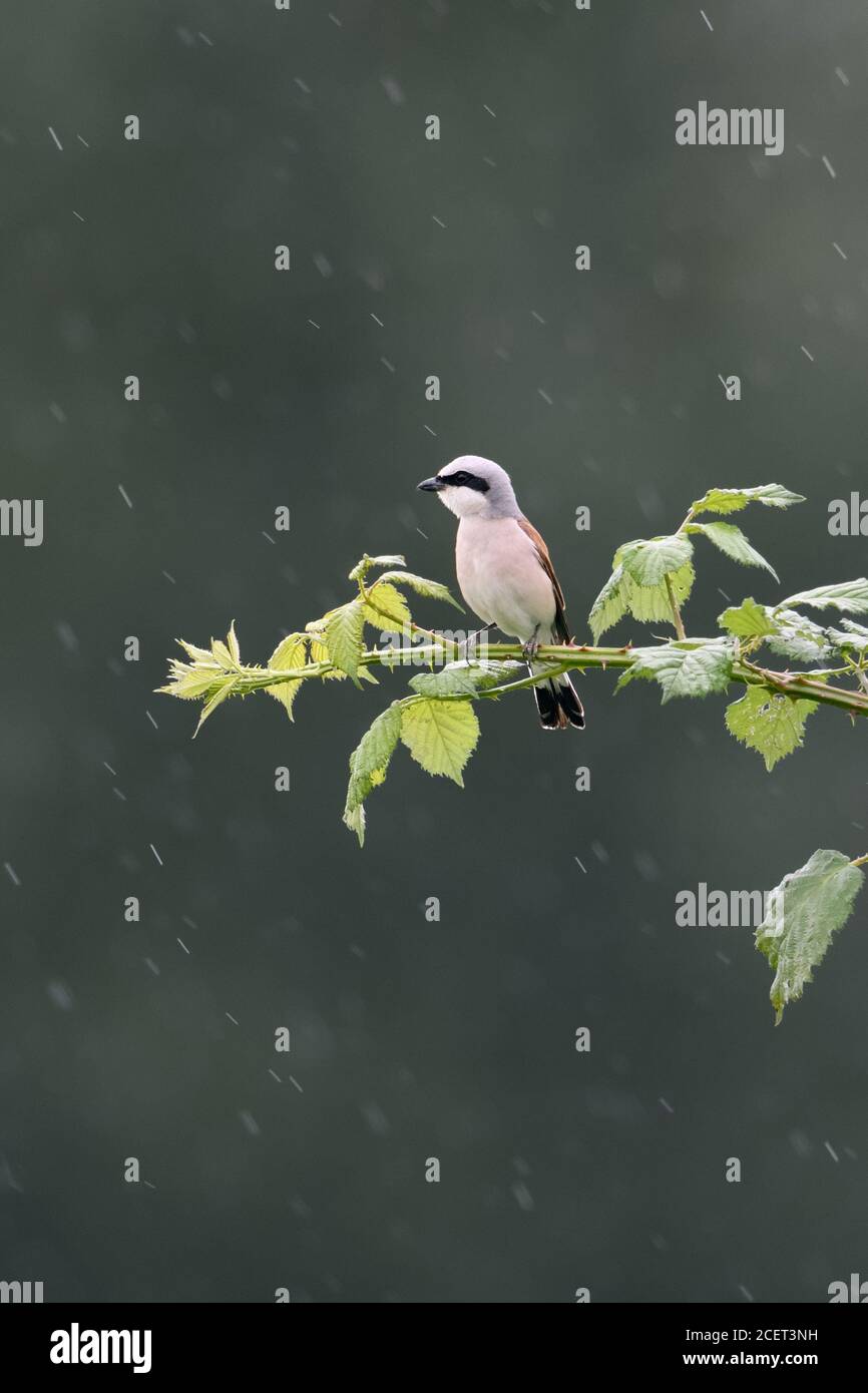Red-backed Shrike ( Lanius collurio ), adult male perched exposed on a bramble twig in rain, hunting on a rainy day, wildlife, Europe. Stock Photo