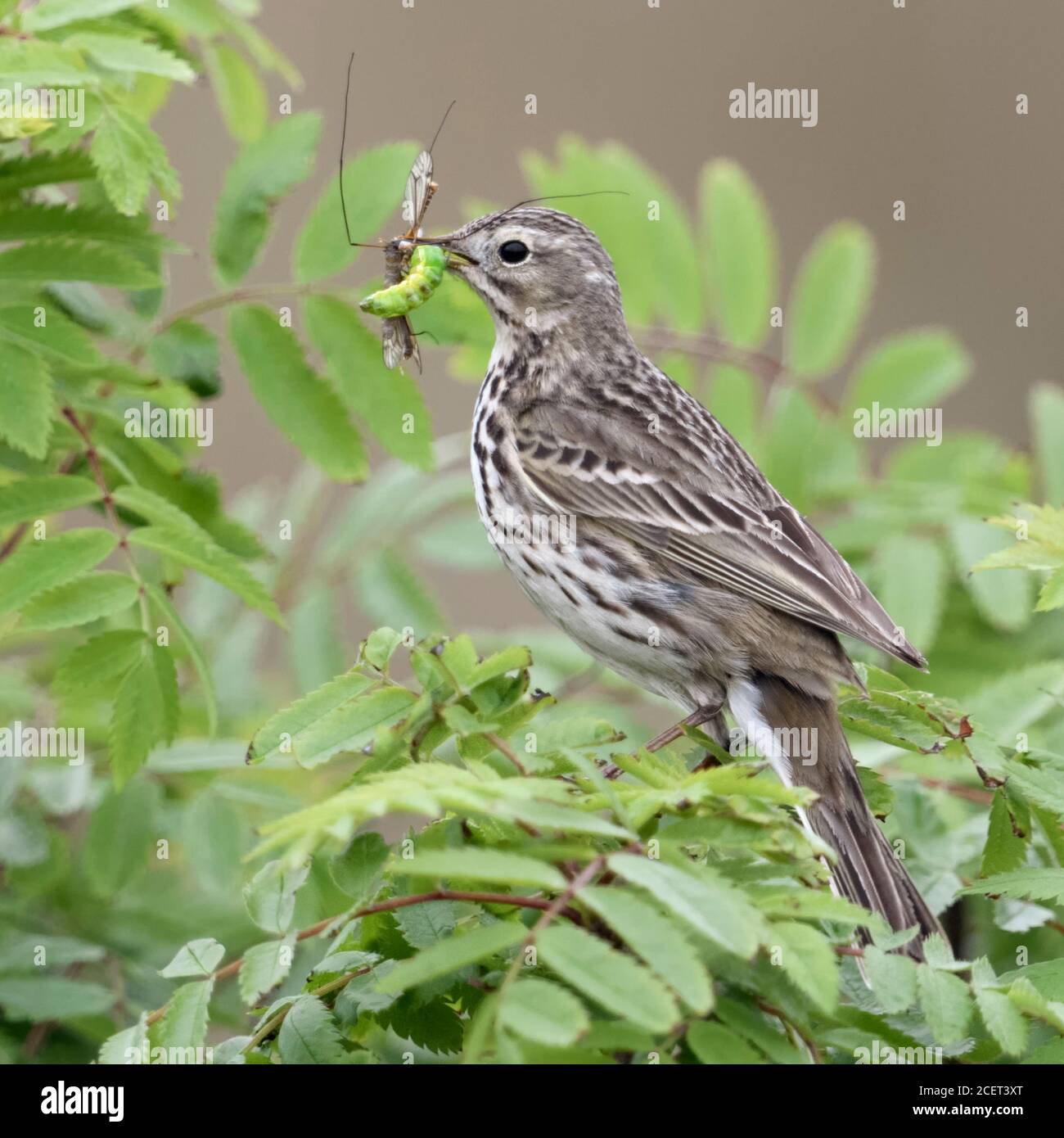 Meadow Pipit / Wiesenpieper ( Anthus pratensis ) perched in a bush, holding prey in its beak to feed chicks, wildlife, Europe. Stock Photo