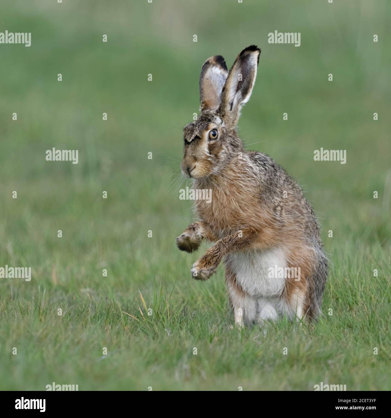 Brown Hare / European Hare / Feldhase ( Lepus europaeus ) sitting on hind legs, shadow boxing with front paws, wildlife, Europe. Stock Photo