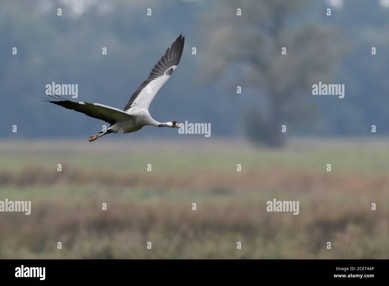 Common Crane / Graukranich ( Grus grus ), adult in flight, flying above wet grassland, in typical surrounding, migratory bird, wildlife, Europe. Stock Photo