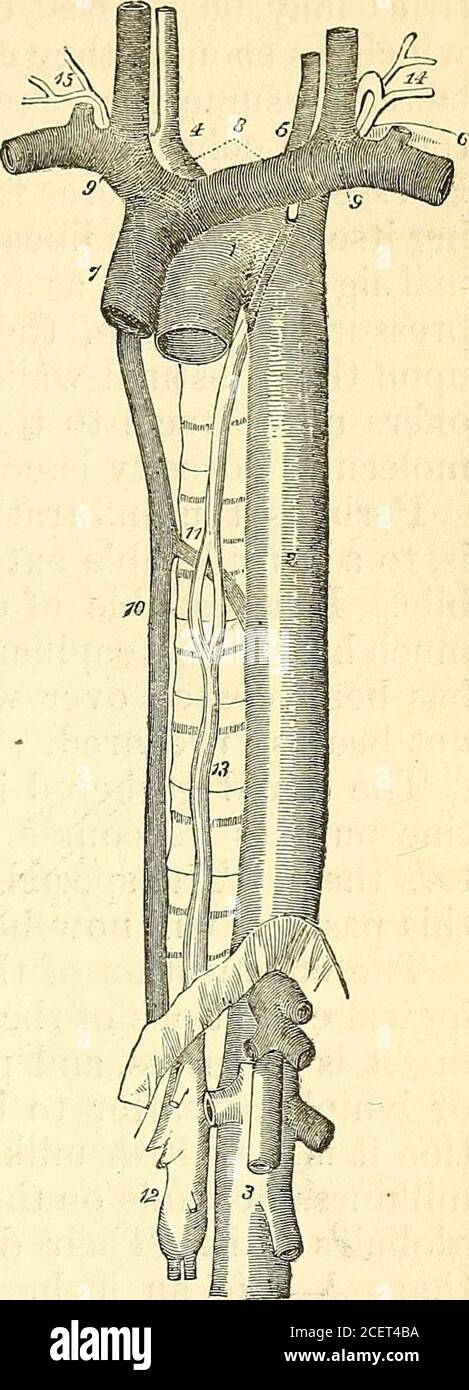 . A text-book on physiology : for the use of schools and colleges : being an abridgment of the author's larger work on human physiology. dorsal vertebras into twobranches, which soon reunite;the course of the duct behindthe arch of the aorta and leftsubclavian artery is shown bya dotted line; 14, the duct,making its turn at the root ofthe neck, and receiving severallymphatic trunks previously toterminating in the posterioraspect of the junction of theinternal jugular and subclavianvein; 15, the termination ofthe trunk of the ductus lymphaticus dexter. As to the manner in which digested fat fin Stock Photo