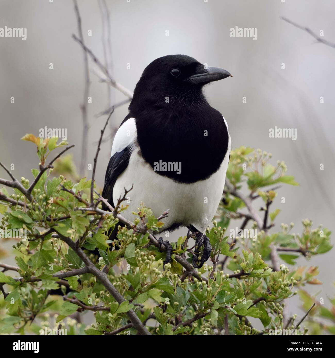 Eurasian Magpie / Elster ( Pica pica ) perched on a bush, watching, typical behavior of this shy and attentive bird, wildlife, Europe. Stock Photo