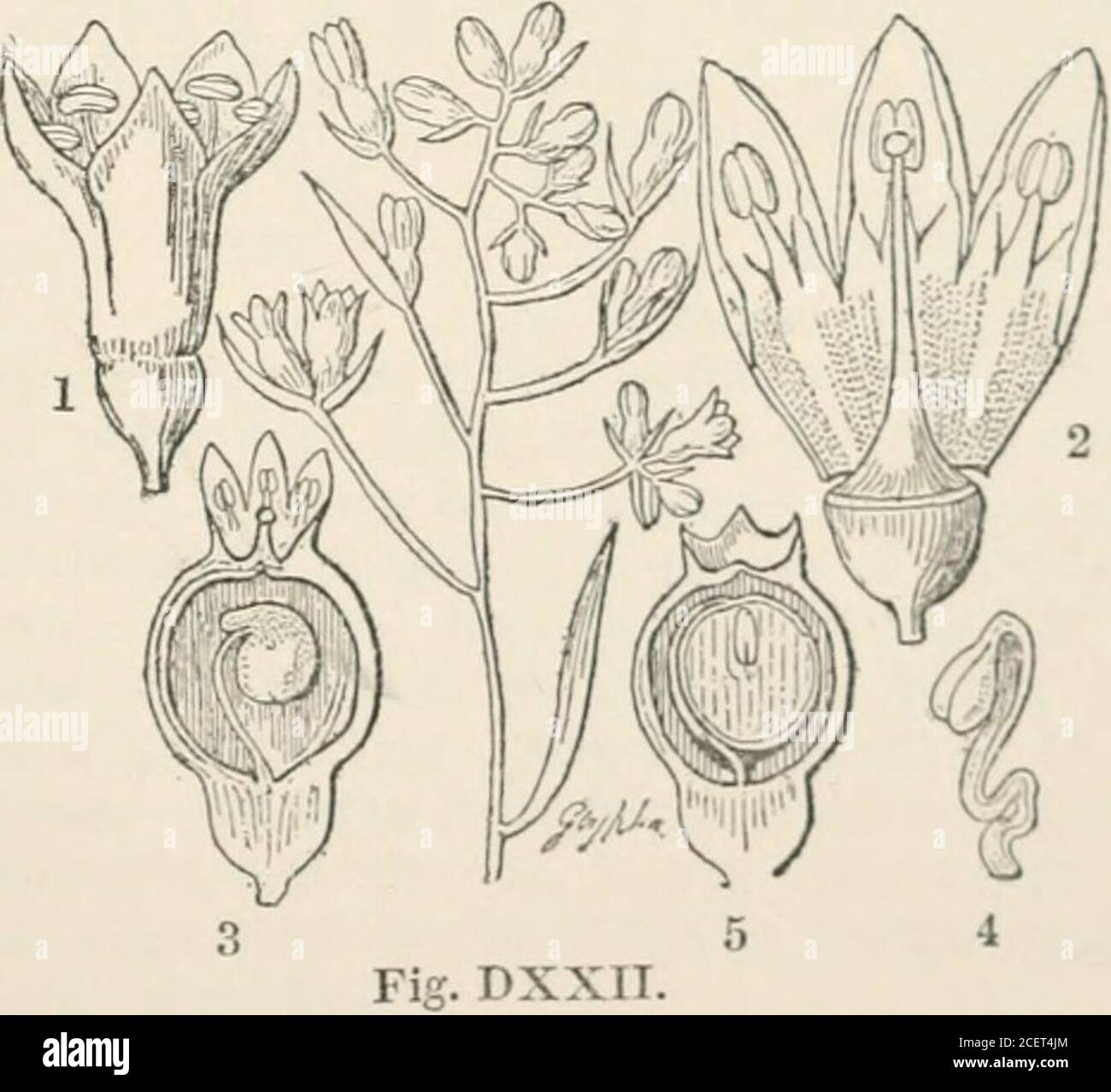 . The vegetable kingdom : or, The structure, classification, and uses of plants, illustrated upon the natural system. 788 SANTALACE^. [Epigtnous Exogens. Chilenos, is purgative. The fruit of the Quandang Nut (Fusanus acuminatus) is as sweetand useful to the New Hollanders as Almonds are to us ; that of Cervantesia tomentosahas a similar reputation in Peru. Oil is obtamed in Carolina from the kernels ofP}Tularia pubera. Leptomeria Billardieri, a common Tasmannian shrub resemblingthe European Broom in its green and almost leafless habit, is acid in almost every part,especially in the fruit, but Stock Photo