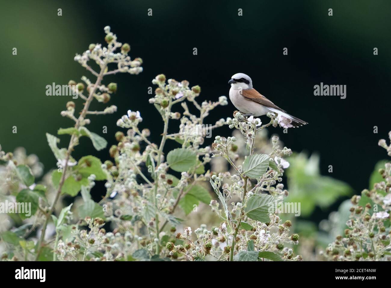 Red-backed Shrike ( Lanius collurio ), adult male perched on top of a bromberry hedge, in typical, charakteristic habitat, wildlife, Europe. Stock Photo