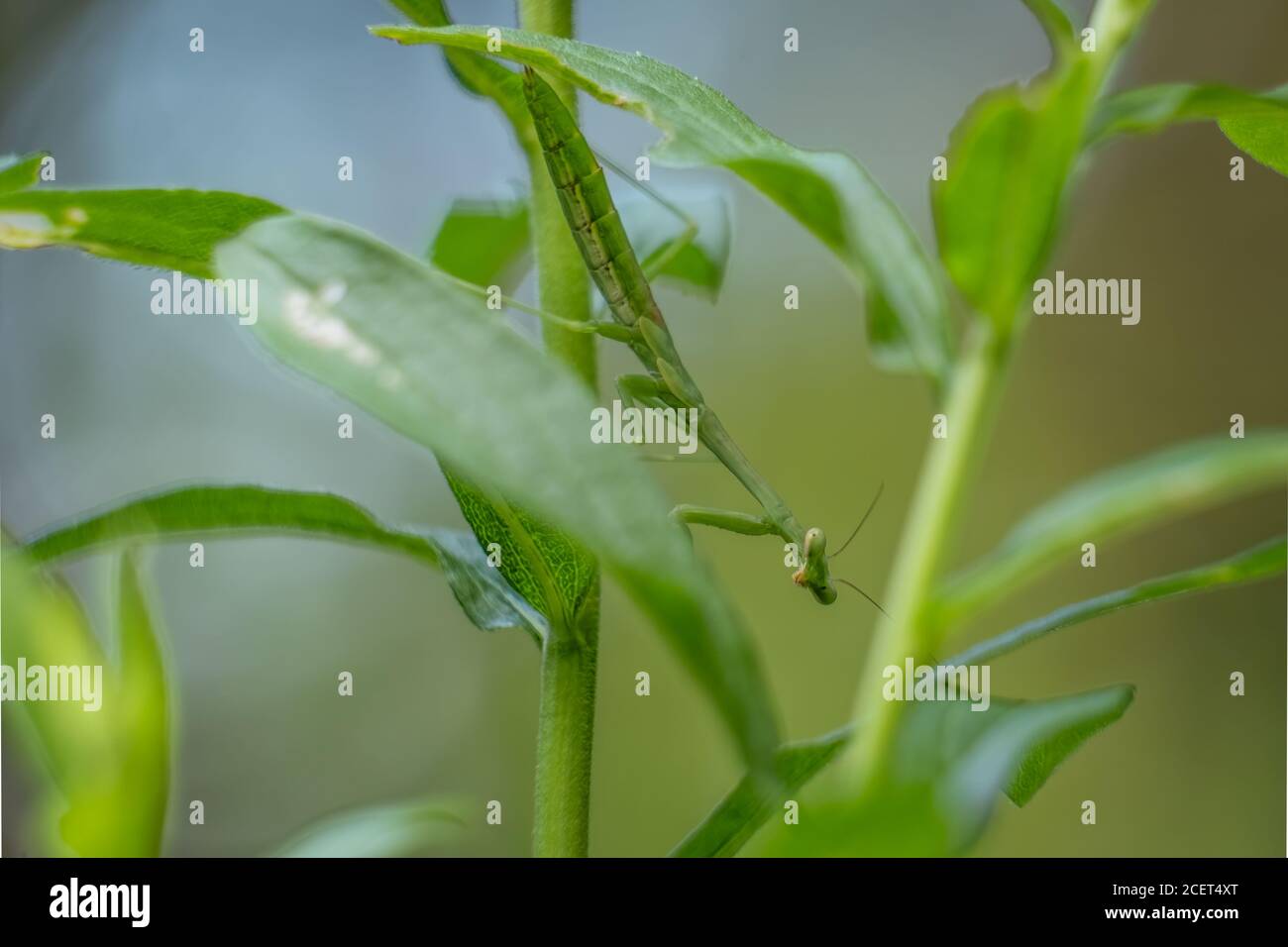 Motionless praying mantis hi-res stock photography and images - Alamy