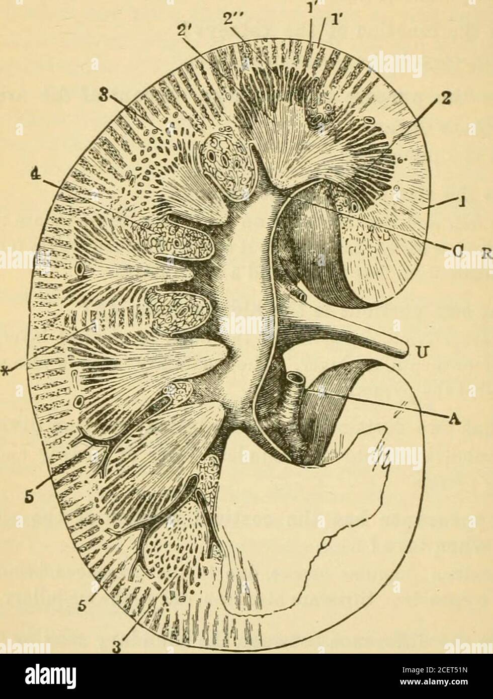 Modularly Rays . Essentials of physiology, arranged in the form of questions and ...