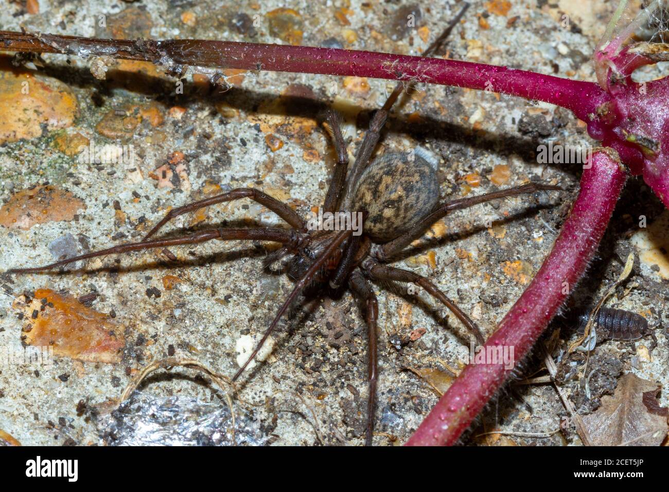Giant house spider (Eratigena atrica) Sussex garden, UK Stock Photo