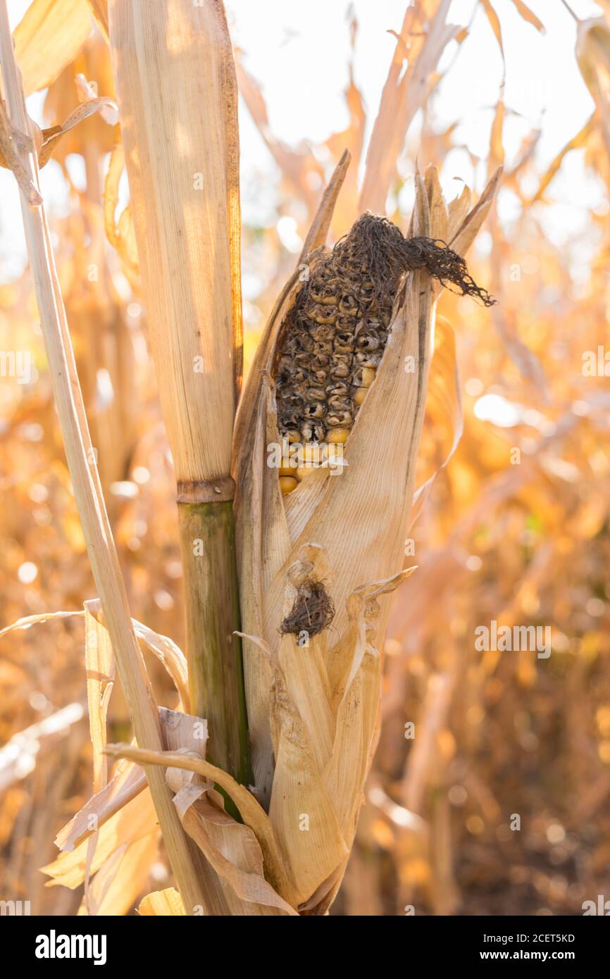 close-up of corn cob affected by rot disease Stock Photo