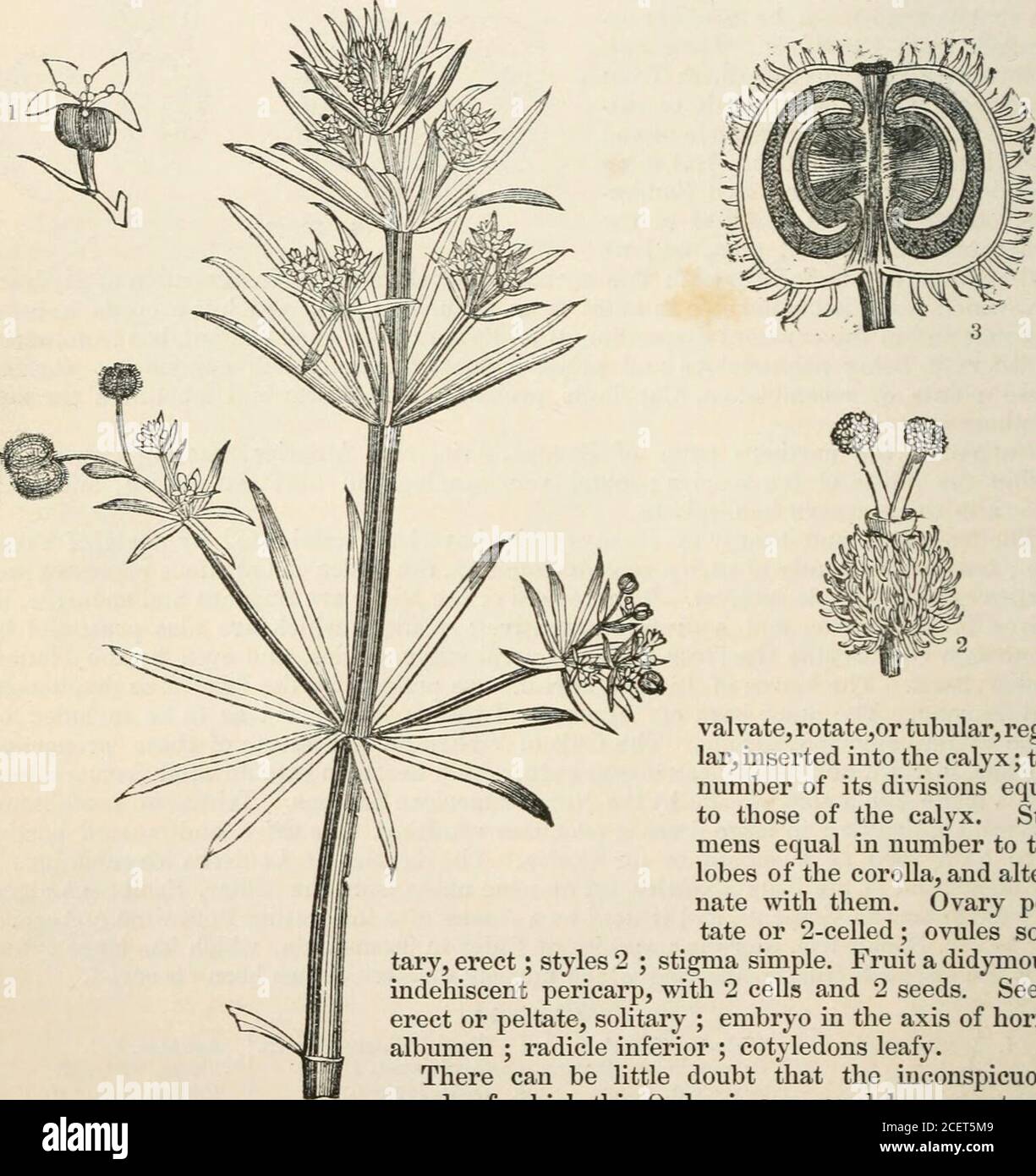 . The vegetable kingdom : or, The structure, classification, and uses of plants, illustrated upon the natural system. e.—Capuiioliace.e.—ColumelliacesB. Hijdran(jcacc(e. Fig. DVIII.—1. flower of Linnsea borealis; 2. the same cut open and showing the interior of theovary; 3. a cross section of the ovary ; 4. section of fruit of Lonicera tatarica; 5. half its seed. 768 GALIACEiE. [Epigynous Exogens. Order CCXCV. GALIACE^.—Stellates. Stellatse, Ray Synops. 223. (1690); R. Brown in Conqo, (1818),—Galiese, Turp, in Atlas du Noiiv. Diet,des Sc. (?)—Rubiaceae, § Stellatas, Cham, et Schlecht. in Linnc Stock Photo