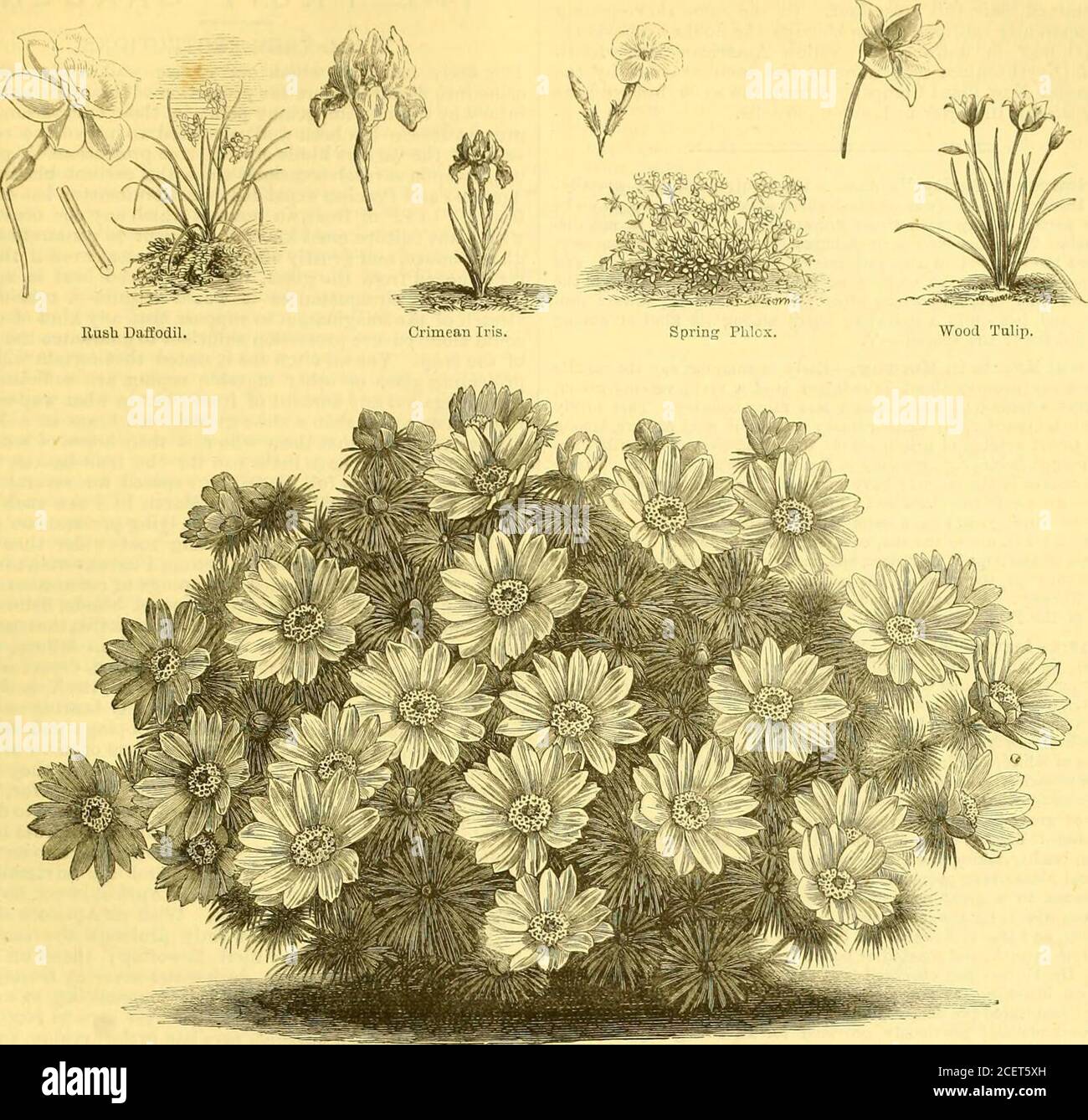 . The Garden : an illustrated weekly journal of gardening in all its branches. ed habit, is beginning to show itsrosy bloom. The fairest among the white flowers of the weekis the White Buttercup (Ranunculus amplexicaulis), andamong the blue the Apennine Anemone (A. apennina), which,like many other flowers, is much later than usual. The blueGromwell (Lithospermum prostratum) begins to show itsGentian-blue blossoms, and the spring Orobus, some time open,is gradually showing more blossoms on its giaceful tuft.f.Dentaria digitata is in full bloom, a slender plant witli astock-like bloom admirably Stock Photo