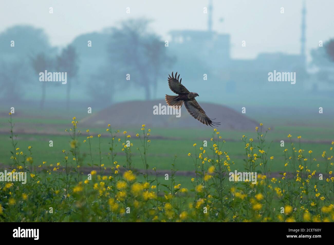 black shouldered kite, shikra, falcon, eagle, osprey , kestrel and other birds of prey in Pakistan Stock Photo