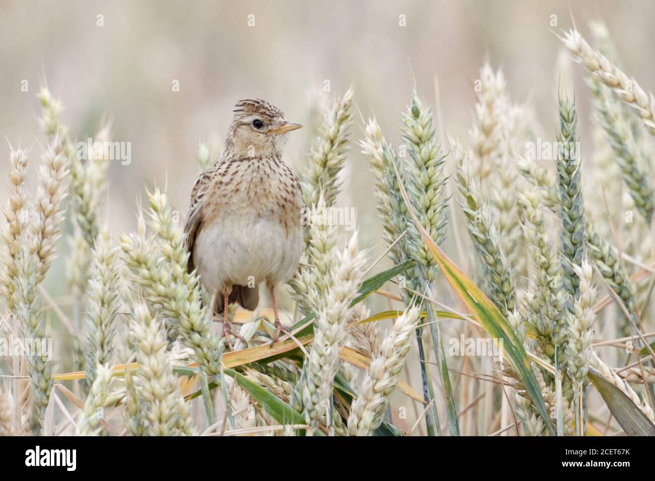 Eurasian Skylark ( Alauda arvensis ) perched in an almost ripe wheat field, raised crest, bird of open land, nice frontal view, wildlife, Europe. Stock Photo