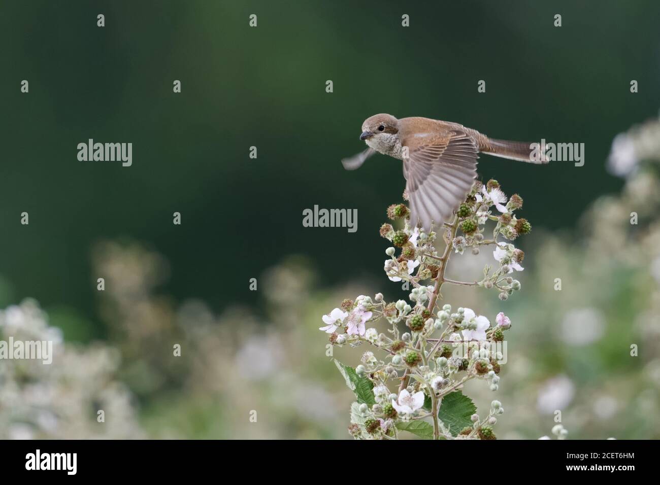 Red-backed Shrike ( Lanius collurio ), female, flying, in flight, watching, typical surrounding, blossoming bramble, blackberry hedge, wildlife, Europ Stock Photo