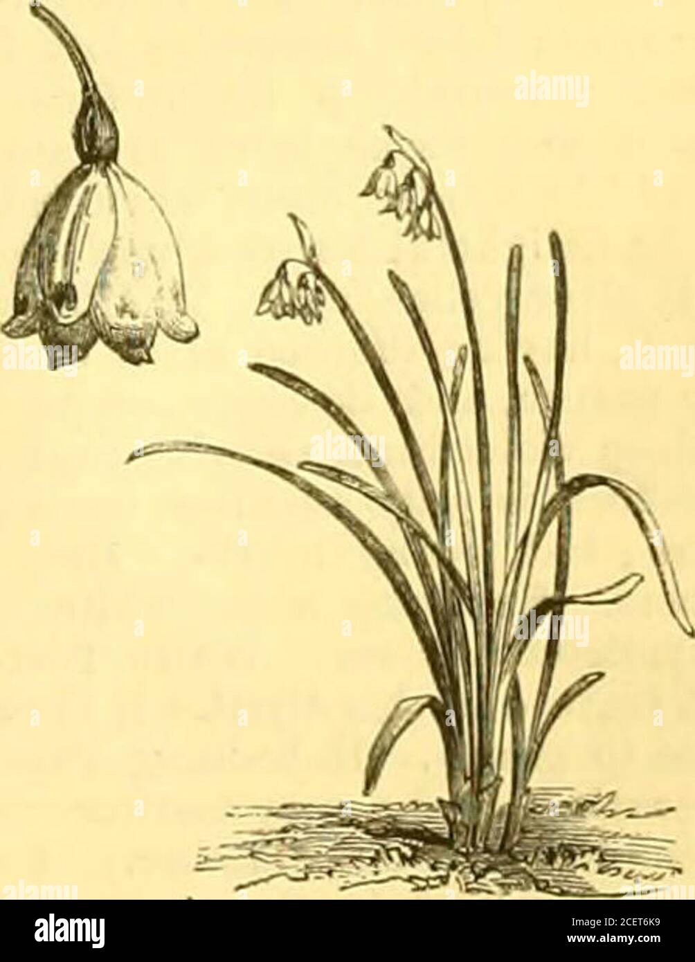 . The Garden : an illustrated weekly journal of gardening in all its branches. Swecl-aceuted Narcissus.. Polyanthus Narcissus. The Crown Imperial. Summer Snowflake. SOME HARDY FLOWERS OF THE WEEK IN LONDON GARDENS. 334 THE GARDEN. [AiuiL 8, 1876. {Draba aizoides) is conspicuous; and among herbaceous plantsDoiouicum austriacum is the most showy. In the bulb class,the modest yellow and green Gagca fascicularis is noticeable inthe Fulbam Nurseries, where also the cuinous PodophyllumKmodi is sending up its flower-stems. DISTILLING THE BLOOMS OF FLOWERS.In The Gaudex of March 25 (p. 300), F. W. C. Stock Photo