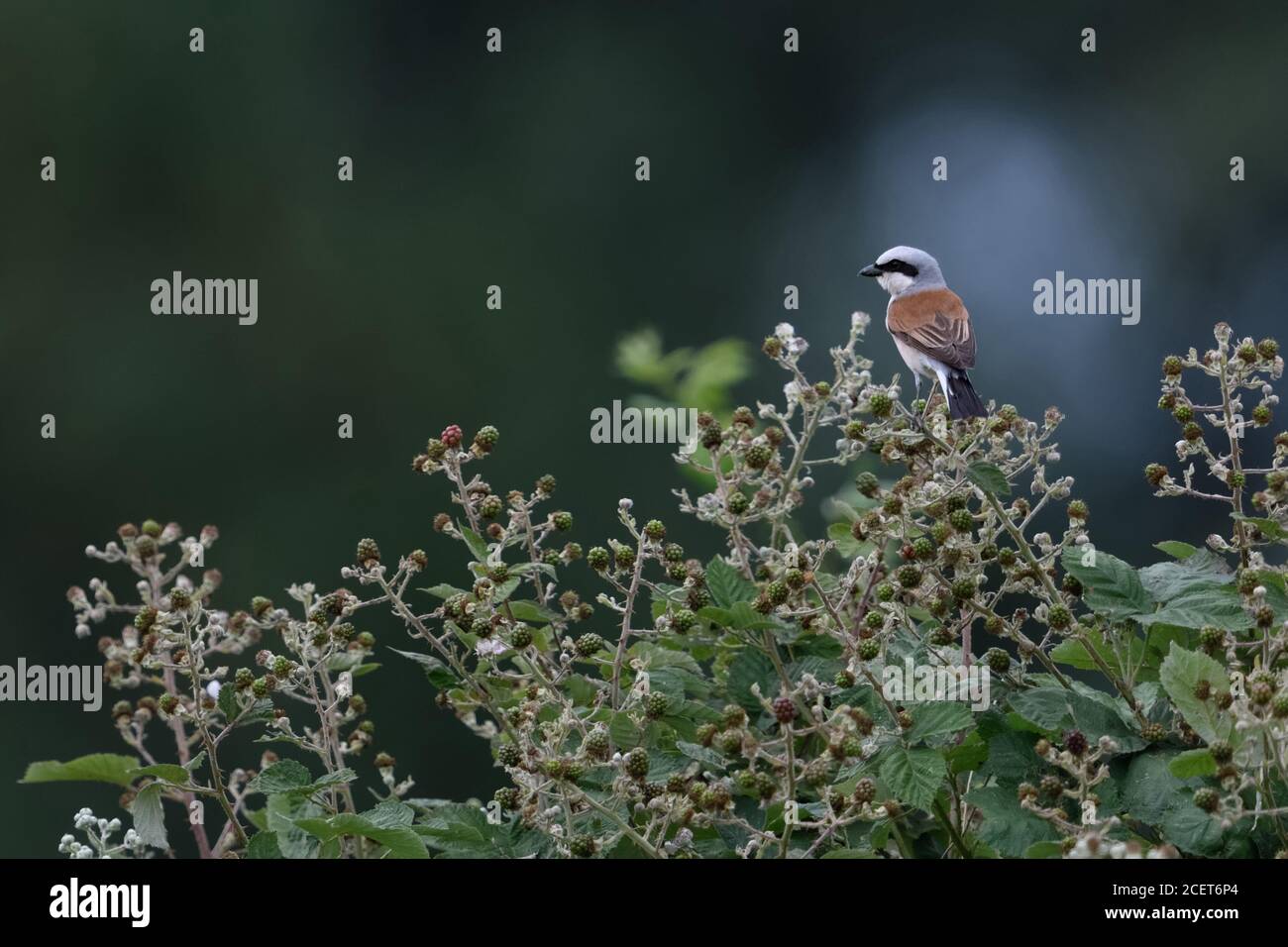 Red-backed Shrike ( Lanius collurio ), adult male perched on top of a blossoming blackberry bush, nice backside view, wildlife, Europe. Stock Photo