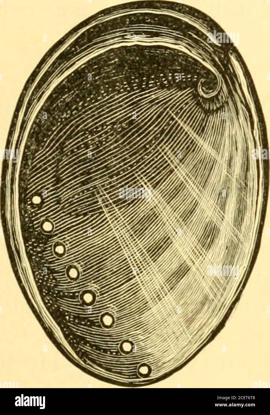 The Nautilus Cause One To Invol Untarily Compare His Gait To That Of Thegreat Proboscidian And As For Thatmatter Our Mollusk Also Has A Thick Black Proboscis Of No Mean Propor Tions The Haliotis