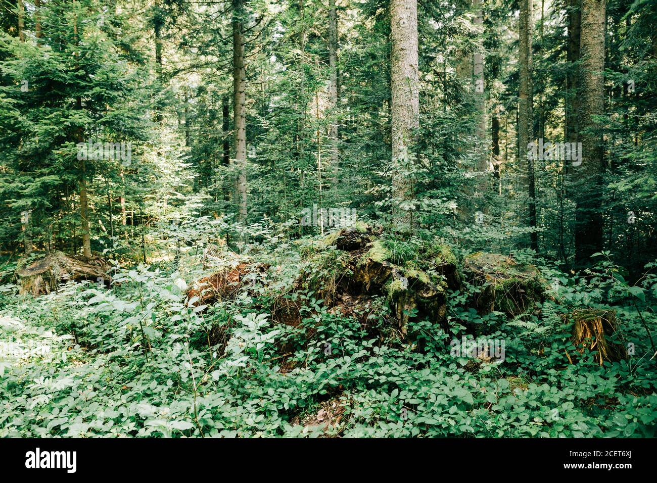 Woodland adventure in forest hi-res stock photography and images - Alamy