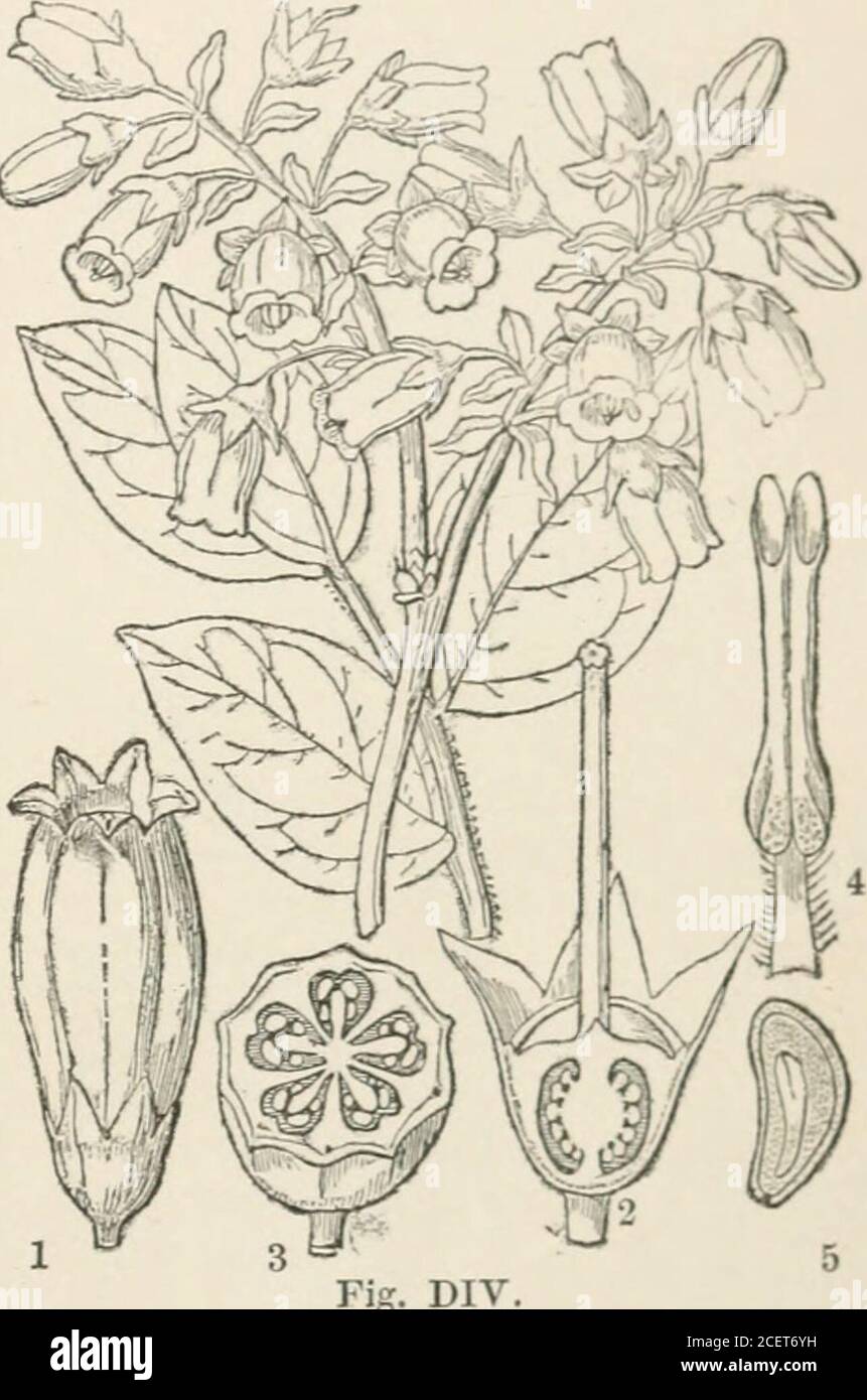 . The vegetable kingdom : or, The structure, classification, and uses of plants, illustrated upon the natural system. Ttillus, Whortleberries of V. uliginosum, Cranber-ries of V. Vitis idcea and the Oxycoccus palustris and macroearpa. ^Nlany Americanspecies are .substitutes for them. The people of Pasta make wine from the fiiiit ofTliibaudia macrophylla ; that of our Vaccinium uliginosum is said to be narcotic, andto be sometimes put into beer and other liquors to make them heady ; when fermentedit yields an intoxicating liquor. From the flowers of Thibaudia Queicme an aromatictinctme is prepa Stock Photo