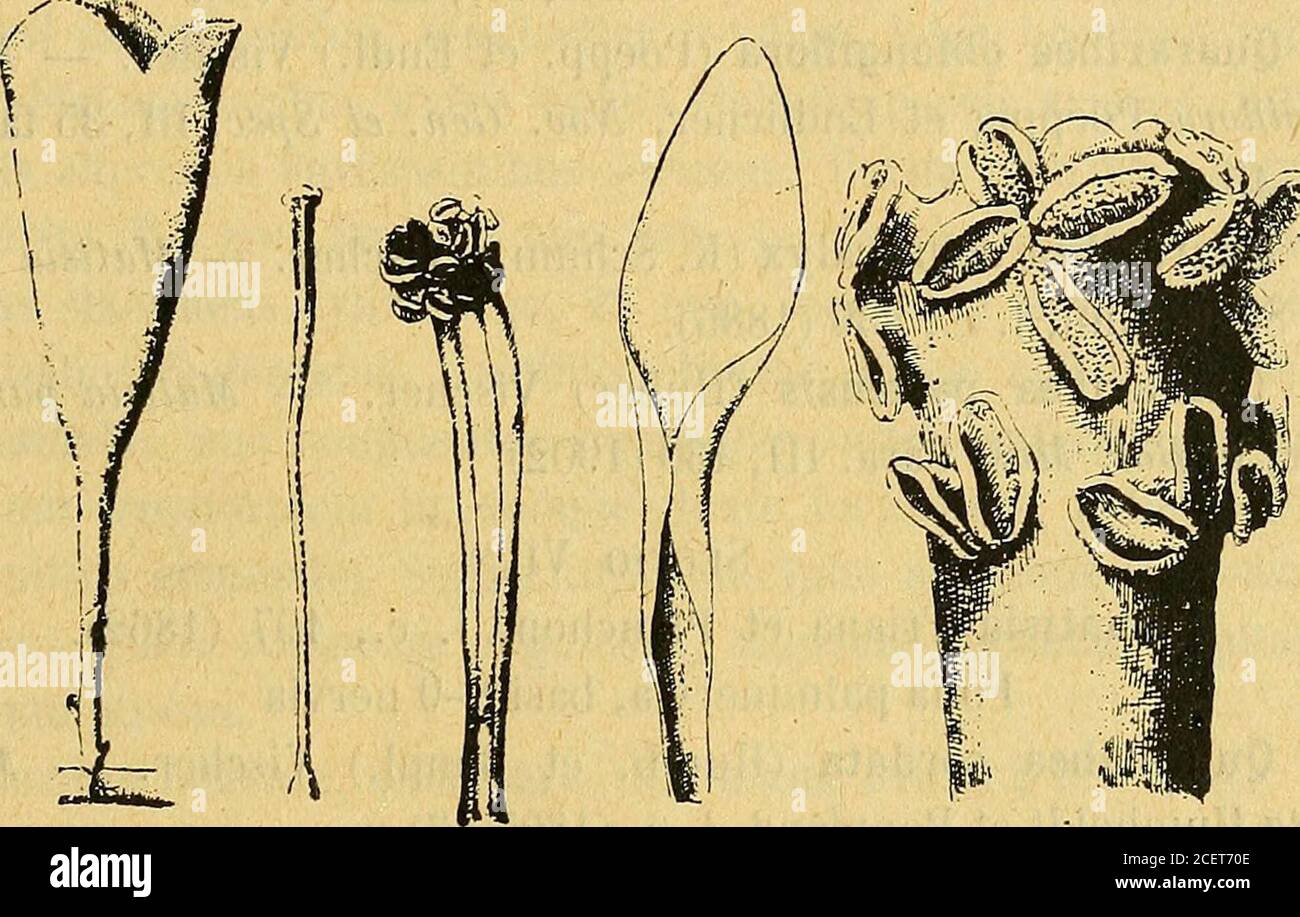 . Bulletin de la Société botanique de Genève. — Myrodia floribunda A. St-Hilaireet Naudin, in Annales se. nat., Sér. II, XVIII, 212 (1886). 6. Quararibea penduliflora (St-Hilaire) Schumann, I. c, 241. —Myrodia penduliflora A. St-Hilaire et Naudin, Flora Bras, merid.. 1,269, tab. 53 (1824). 7. Quararibea Ghodati Vischer. 8. Quararibea verticillaris (DC) Vischer. — Myrodia vcrticillarisA. P. de Candolle, Prodr. I, 477 (1824). 9. Quararibea Wittii K. Schumann et Ulbrich, in Yerh. d. Bol. Ver.Brandenb., L., 90 (1908-1909); (aut. Ewiuararibea?). 0) W. V1SCHER. SUR LES QUARAR1BEA AUBLi 205 Sectio II Stock Photo