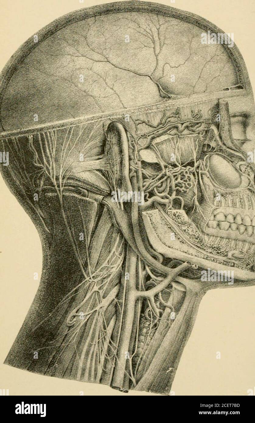 . Essentials of physiology, arranged in the form of questions and answers, prepared especially for students of medicine. pinalis colli and multifidus spinje muscles, andgoes beneath and within the complexus muscle, pierces thebiventer, and sends a cutaneous branch to the neck. (XVI.)—Fourth cervical nerve. 77. Anterior division. 78. Princi-pal root of the phrenic nerve. 79. The external branch ofthe posterior division divided. 80. Internal branch of theposterior division. 81. Muscular branches. 82. Descendingsuperficial cervical nerve. (XVII.—XIX.)—The fifth, sixth, and seventh cervical nerves Stock Photo