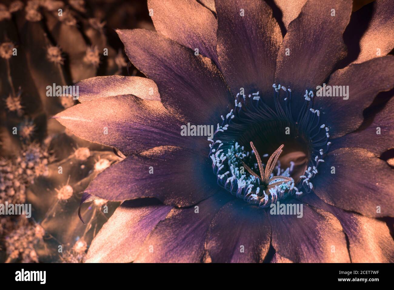 Nectar guides or honey guide markings flower of Echinopsis ancistrophora cactus help to guide