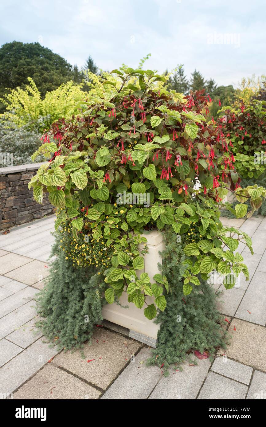 An isolated floral planter features trailing plants and pendulous blooms at Rosemoor educational garden in Devon England UK Stock Photo