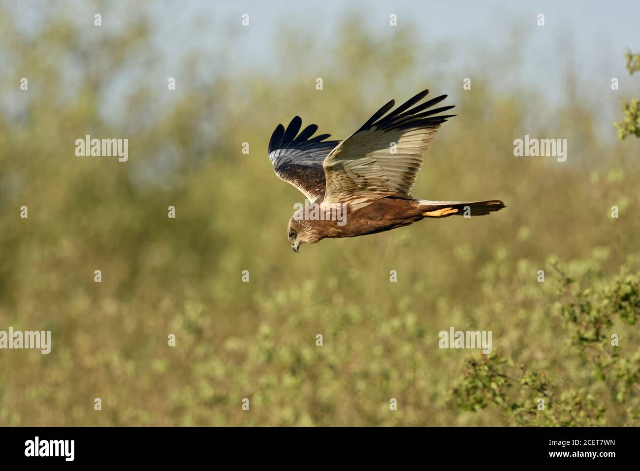 Western Marsh Harrier  ( Circus aeruginosus ), adult male, in typical flight pose, V-wings, searching for food, wildlife, Netherlands, Europe. Stock Photo