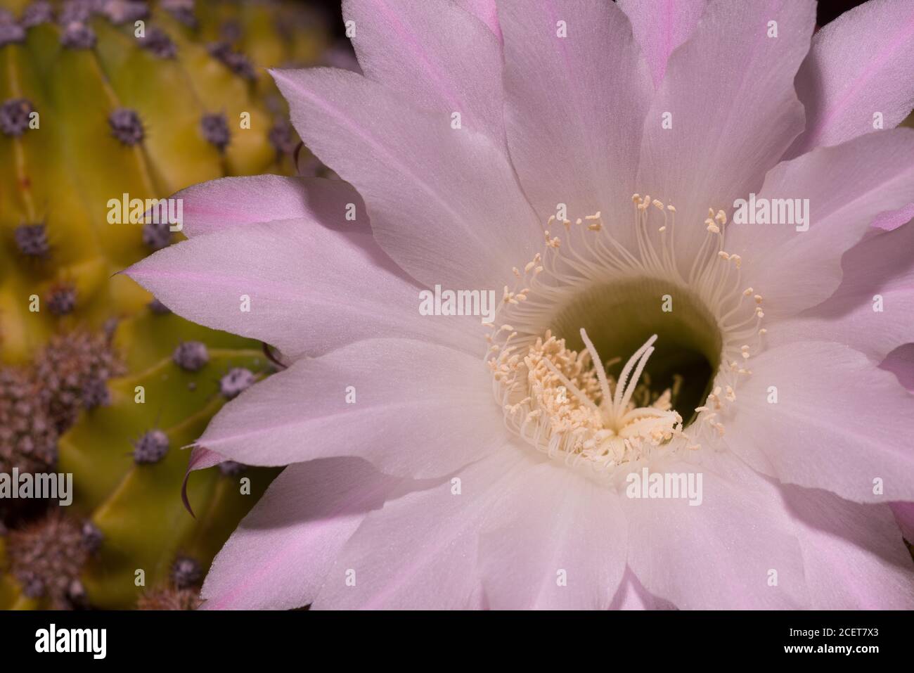 Nectar guides or honey guide markings flower of Echinopsis