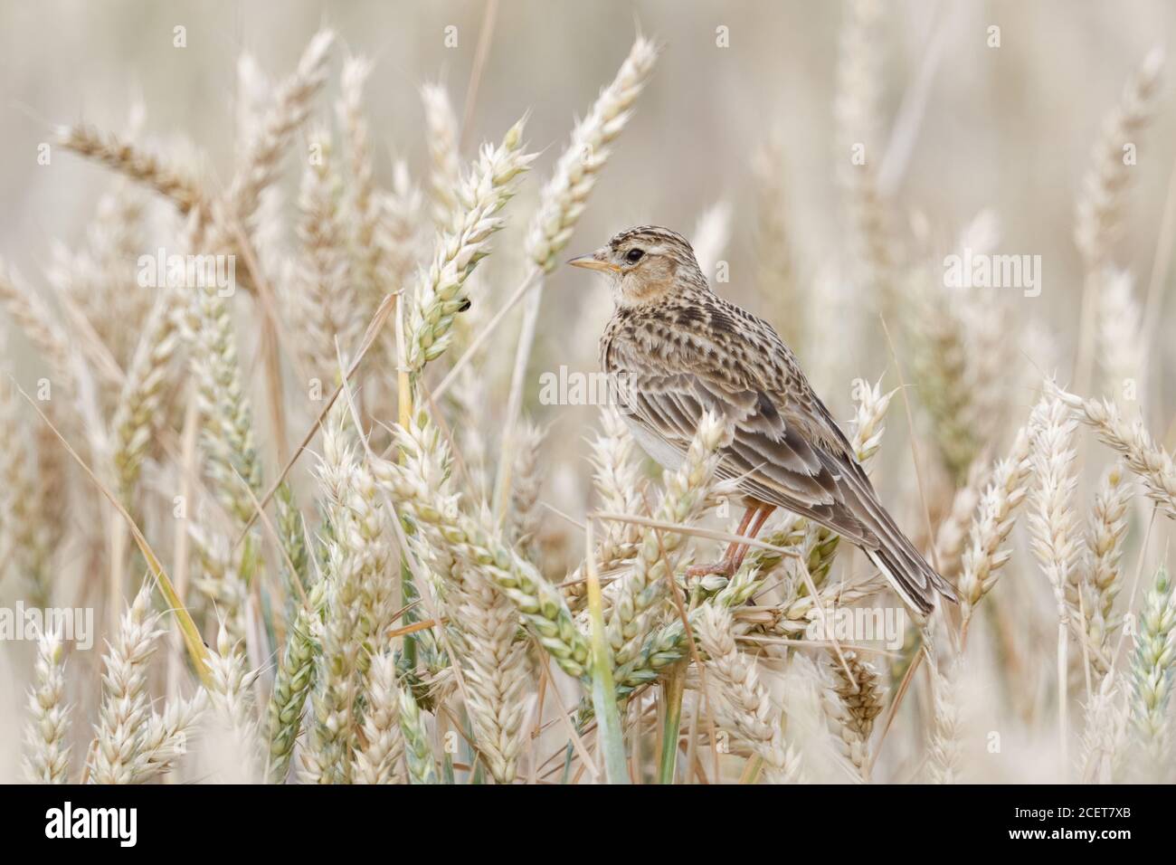 Skylark ( Alauda arvensis ) typical bird of open land, perched on wheat crops, sitting, resting in a ripe wheat field, watching, wildlife, Europe. Stock Photo
