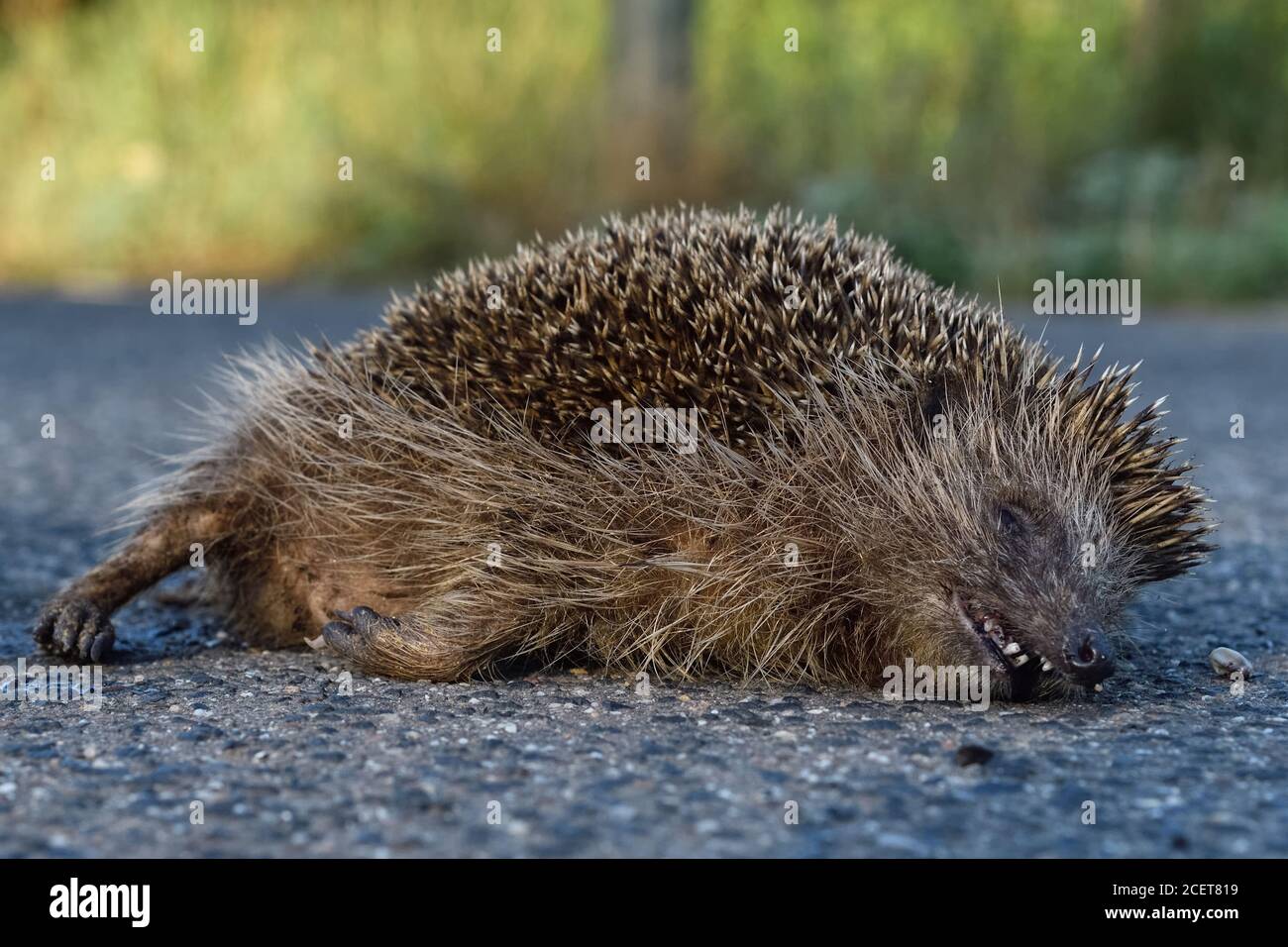 Hedgehog ( Erinaceus europaeus ), dead, squashed on the road, roadkill, endangered, run over by road traffic, traffic victim, wildlife, Europe. Stock Photo