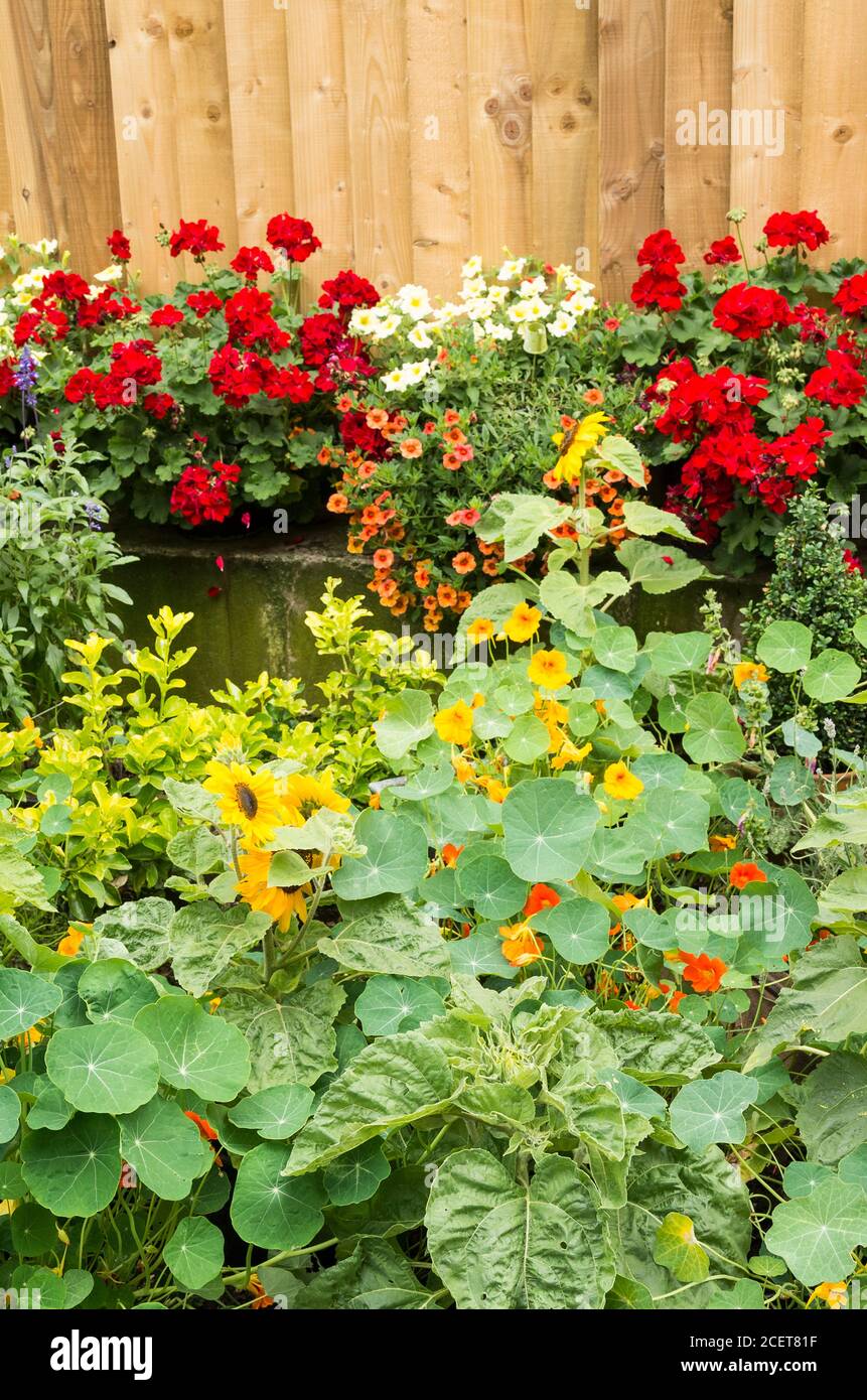 Nasturtiums dominate this tiny floral garden in a tight corner near a supermarket planted and maintained by staff effort to show a bee-friendly contribution Stock Photo