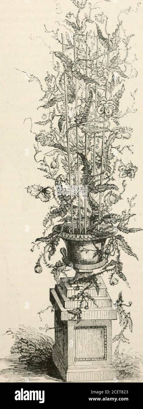 . The vegetable kingdom : or, The structure, classification, and uses of plants, illustrated upon the natural system. Fig. CCCCXCVII. Fig. CCCCXCVII,—Bai-tonia albicaulis. 1. a flower: 2. ring of stamens; 3. cross section ofvessel; 4. seeds. Cactales.] LOASACE.E. 745 Except the stinging property which Iesides in the hairs of some species, little isknown of the qualities of these plants. Mentzelia hispida, a Mexican herb, is said tohave a purgative root. GENERA. II. Gronovie.e. I. LOASE.E. Acrolasia, Presl.Mentzelia, Linn. Creolobus, Lilja. Chri^soitoma, Lilja. Trachpphytum, Nutt Rartonia, Sims Stock Photo