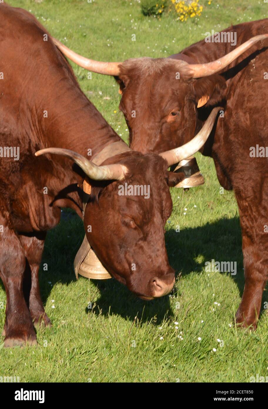 salers cows in pasture, Saint Alyre es Montagne, Auvergne, Massif-Central, France Stock Photo