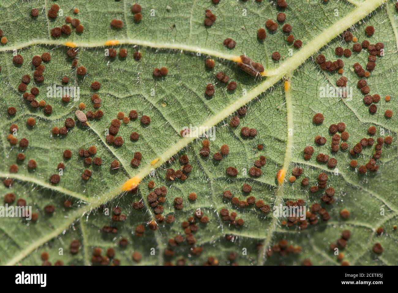 Hollyhock rust caused by fungus Puccinia heterospora or P.malvacearum  lower leaves of broad leafed plant covered in disease rife hot humid conditions Stock Photo
