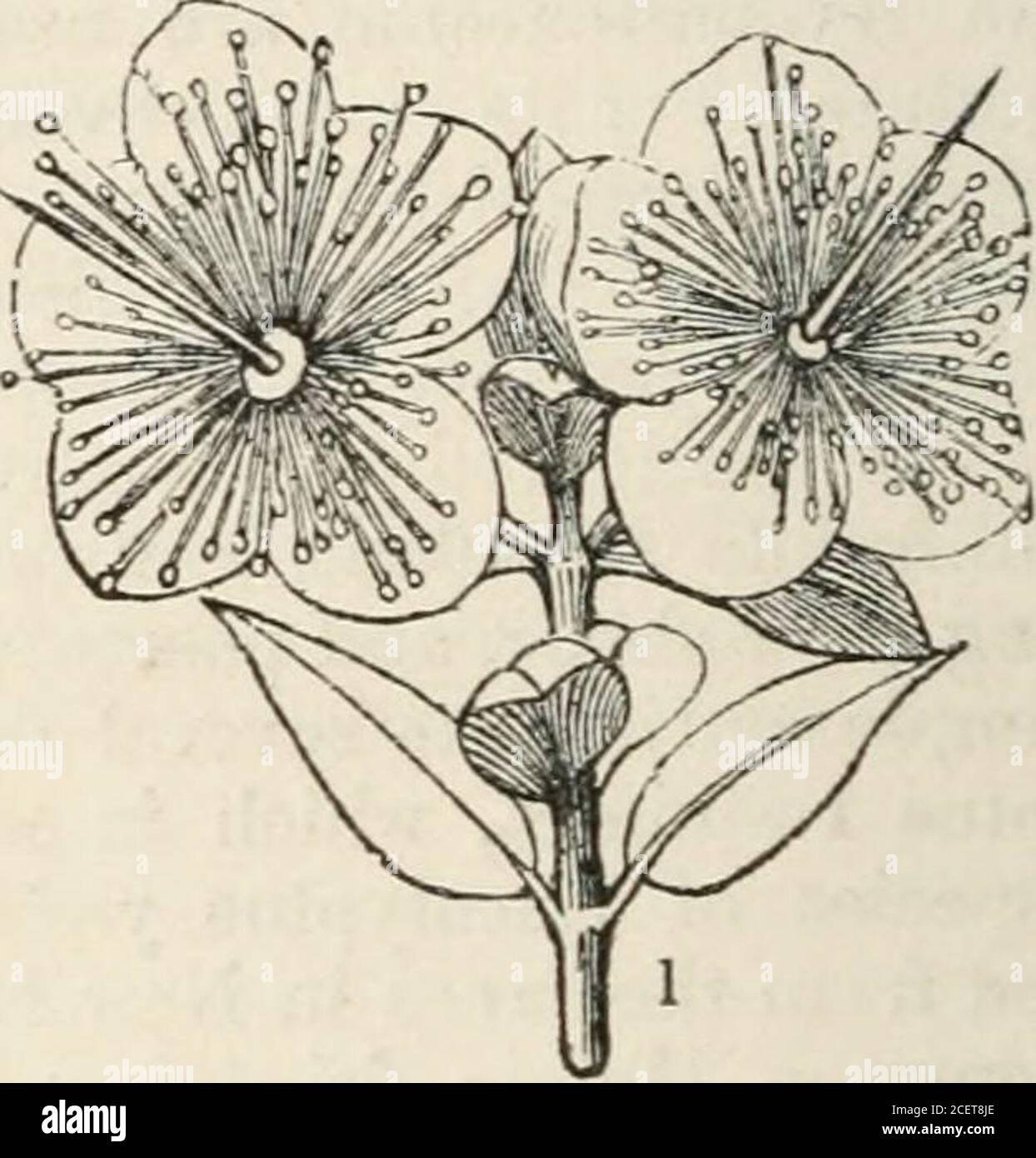 . The vegetable kingdom : or, The structure, classification, and uses of plants, illustrated upon the natural system. Fig. CCCCXCIII, Fig. CCCCXCIII.—1. twig of Myrtus communis; 2. a flower divided perpendicularly. Myrtales.] LECYTHIDACE.E. 739 Order CCLXXXIII. LECYTHIDACEiE.—Lecyths. Lecythideae, Richard, MSS. Poiteau Mem. Miit. 13. 141. (1825) ; DC. Prodr. 3. 290 ; a sect, of Myrtacex.Ach. Richard in Ann. des Sc. 1. 321; Bartl. Ord. Nat. 332 ; Martina Conspec. No. 320. (18351 ;Endl. Gen. p. 1284 ; Meisner, 109. Diagnosis.—Myrtal Exor/ens, with a plurilocular ovaryy polypetalous flotvcrs, a r Stock Photo