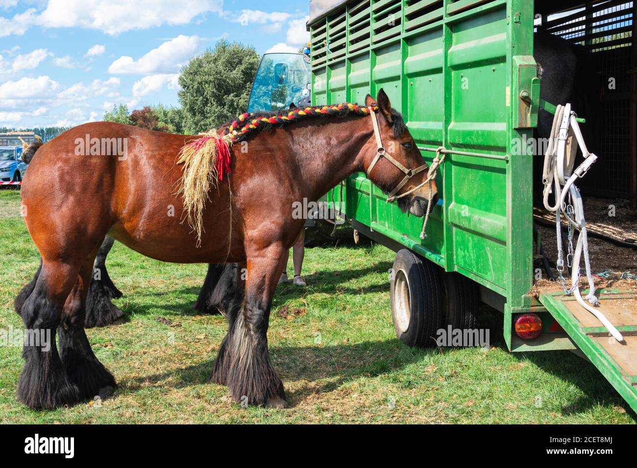 Draft horse hi-res stock photography and images - Alamy